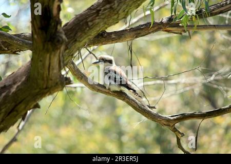 the laughing kookaburra is perched high in a tree Stock Photo