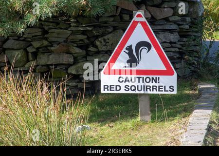 Caution sign Red Squirrels Stock Photo