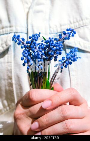 Female hands holding blue muscari flowers. Gift from child for mothers day. Small bouquet blue muscari. Florist in flowers shop Stock Photo