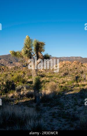 Morning along the Boy Scout Trail. Joshua Tree National Park, California, USA on a beautiful spring day. Stock Photo