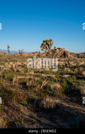 Morning along the Boy Scout Trail. Joshua Tree National Park, California, USA on a beautiful spring day. Stock Photo