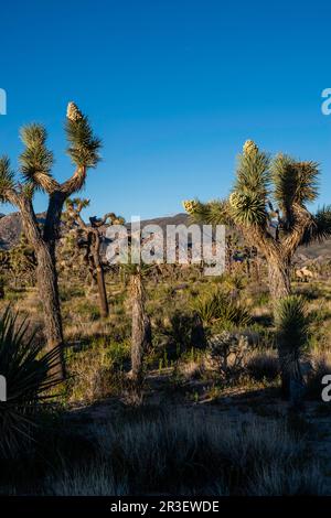 Morning along the Boy Scout Trail. Joshua Tree National Park, California, USA on a beautiful spring day. Stock Photo