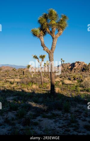 Morning along the Boy Scout Trail. Joshua Tree National Park, California, USA on a beautiful spring day, with Mt. San Jacinto in the background. Stock Photo