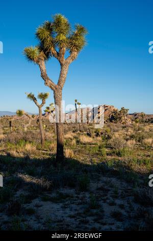 Morning along the Boy Scout Trail. Joshua Tree National Park, California, USA on a beautiful spring day, with Mt. San Jacinto in the background. Stock Photo