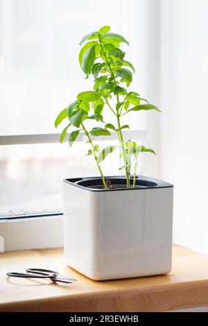 Green basil in a white cube pot. A potted basil plant. Kitchen herb plants. Mixed Green fresh aromatic herbs in pots. Aromatic s Stock Photo
