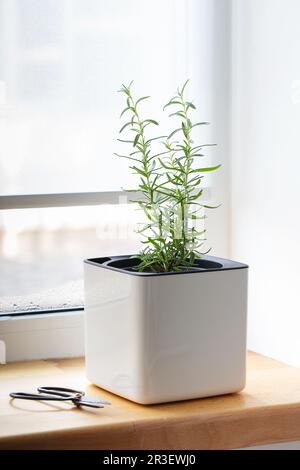 Green rosemary in a white cube pot on the windowsill. A potted rosemary plant. Kitchen herb plants. Green fresh aromatic herbs i Stock Photo