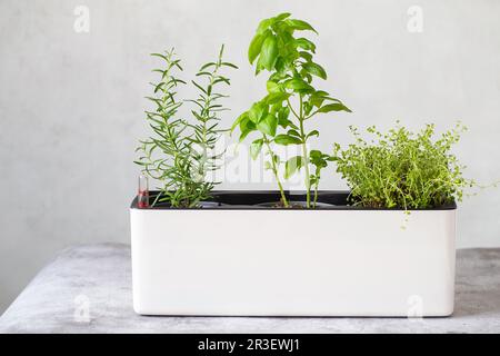 Kitchen herb plants. Mixed Green fresh aromatic herbs - thyme, basil, rosemary in pots. Aromatic spices Growing at home. Stock Photo