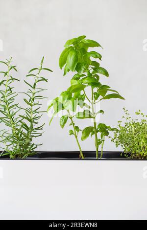 Kitchen herb plants. Mixed Green fresh aromatic herbs - thyme, basil, rosemary in pots. Aromatic spices Growing at home. Stock Photo