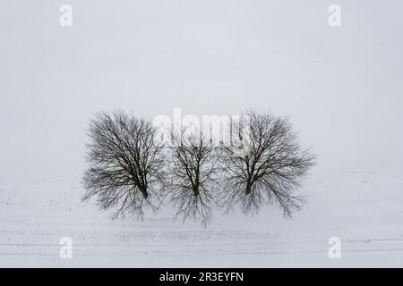 Group of trees in winter photographed from above Stock Photo - Alamy