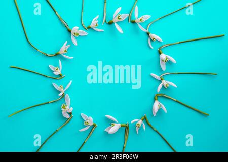 Flat lay composition with snowdrop flowers on color background, copy space for text. Circle made of snowdrop. Holiday mock up Stock Photo