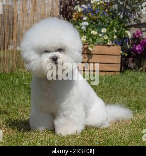 bichon frise Stock Photo