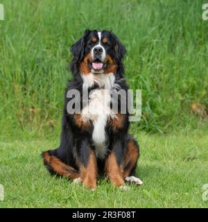 bernese mountain dog Stock Photo