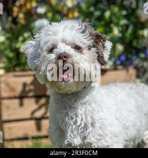 cavachon Stock Photo