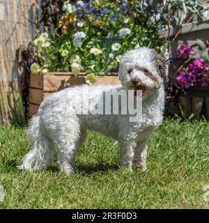 cavachon Stock Photo