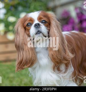 Blenheim Cavalier King Charles Spaniel dog Stock Photo