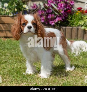 Blenheim Cavalier King Charles Spaniel dog Stock Photo
