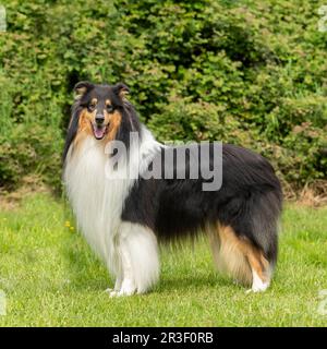 collie (rough) Stock Photo