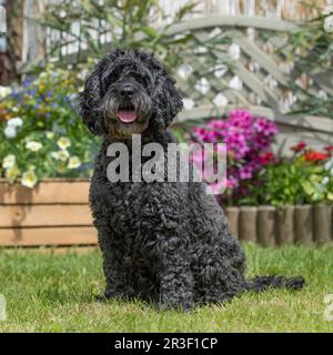 cockapoo dog sitting in garden Stock Photo
