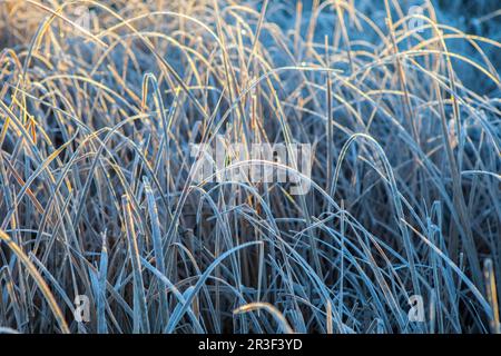 Frost leaves of  bulrush. Cold winter sunrise in Extremadura, Spain Stock Photo