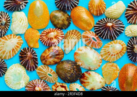 Flat Lay wallpaper background image of coastal seashells on a blue background Stock Photo