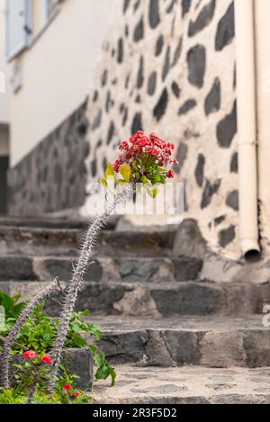 Christ thorn in the village La Vizcaina in the Valle Gran Rey on La Gomera. Stock Photo