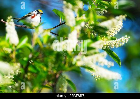 Chestnut-sided warbler perched on blooming black cherry tree during spring migration Stock Photo