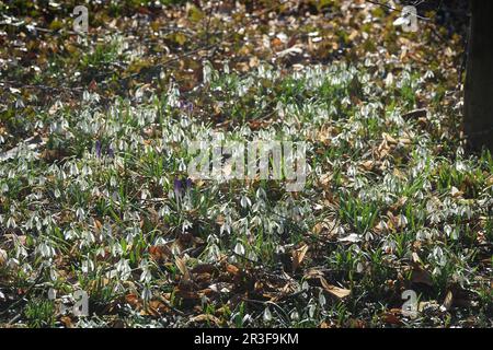 Galanthus nivalis, snowdrop Stock Photo