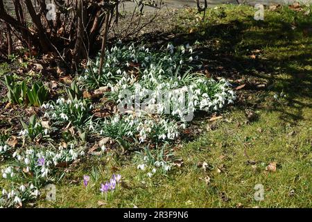 Galanthus nivalis, snowdrop Stock Photo