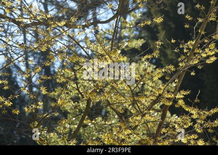 Hamamelis mollis, Chinese witch-hazel Stock Photo