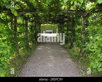 symmetrical image of wooden bench at the end of gravelled path through green rectangular pleached archway of trained lime trees -Cumbria, England, UK Stock Photo