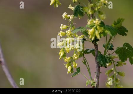 wild gooseberry flowers. Ribes uva-crispa, known as gooseberry or European gooseberry Stock Photo