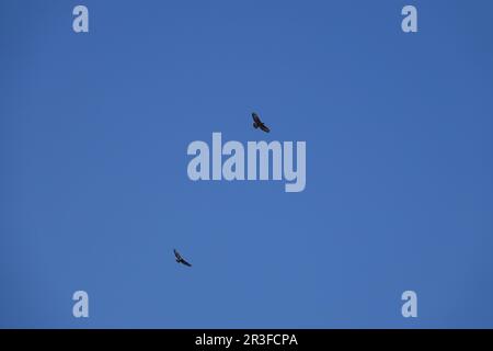 Buteo buteo, buzzard Stock Photo