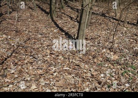 Scilla bifolia, twoleaf scilla Stock Photo