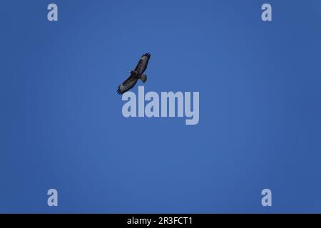 Buteo buteo, buzzard Stock Photo