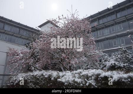 Prunus cerasifera Nigra, cherry plum, with snow Stock Photo