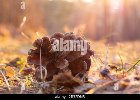 Pine cone lies on the ground Stock Photo
