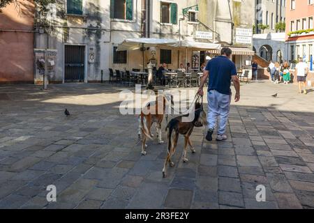 A man from behind is walking his three greyhound dogs in Campazzo dei Tolentini in summer, sestiere of Santa Croce, Venice, Veneto, Italy Stock Photo