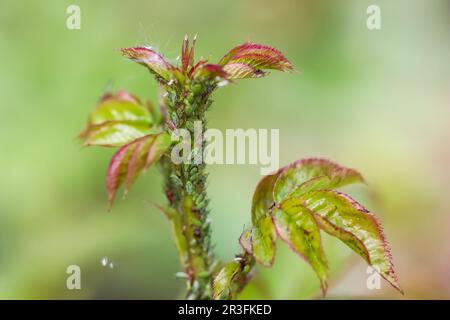 Green aphids on roses. Pests damage the plant and spread disease Stock Photo