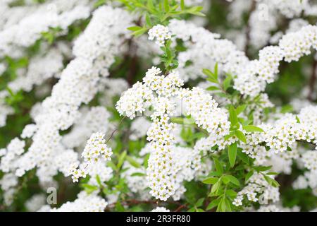Blossom of Spirea nipponica Snowmound in springtime. White flowers of spirea in garden. Decorative flowering shrubs for landscap Stock Photo