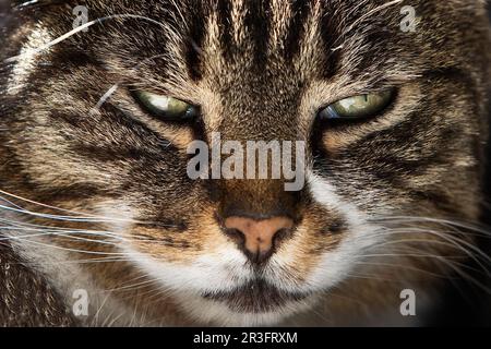 Domestic Cat (Felis catus), male, portrait Stock Photo