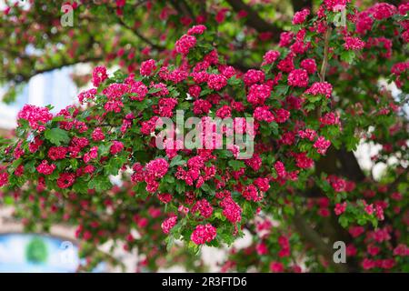Amazing hawthorn blooms in the park. Tree branches with carmine-red flowers of Paul's Scarlet Hawthorn or Crataegus Laevigata. I Stock Photo