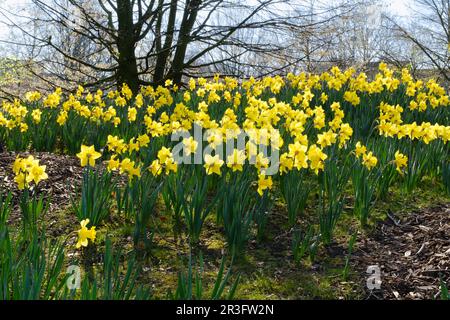 Blossom Common Daffodil Stock Photo