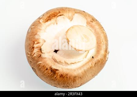 Portobello mushrooms, Agaricus Brunnescens. Stock Photo