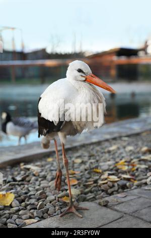 Beautiful white stork inside of aviary in zoo Stock Photo