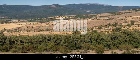 bosque de robles, acebal de Garagüeta, Soria, Comunidad Autónoma de Castilla, Spain, Europe. Stock Photo