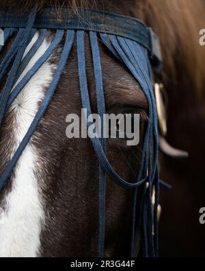 Close up of a liver chestnut pony wearing fly fringe Stock Photo