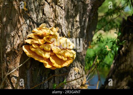 Bright yellow common sulfur fungus Laetiporus sulphureus on the trunk of an old willow tree Stock Photo