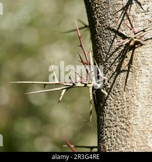 Close up of thorns of gleditschie, honey locust, gleditsia in park Stock Photo