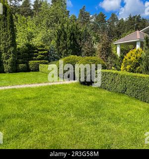 Landscaping of a garden with green lawn, decorative evergreen plants and shaped boxwood. Gardening concept. Stock Photo