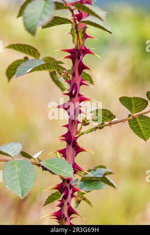 Wild rose stem with big thorns Stock Photo - Alamy